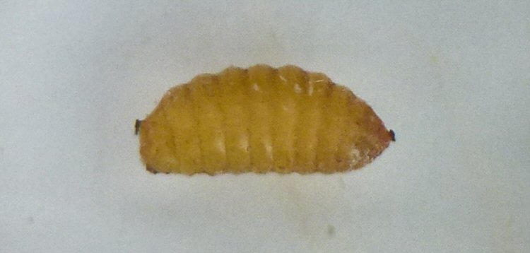 puparium lateral