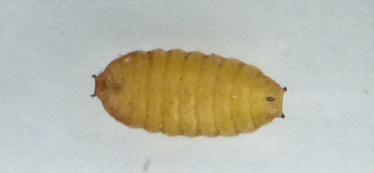 puparium ventral