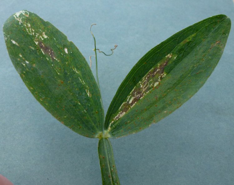 mottled upper side