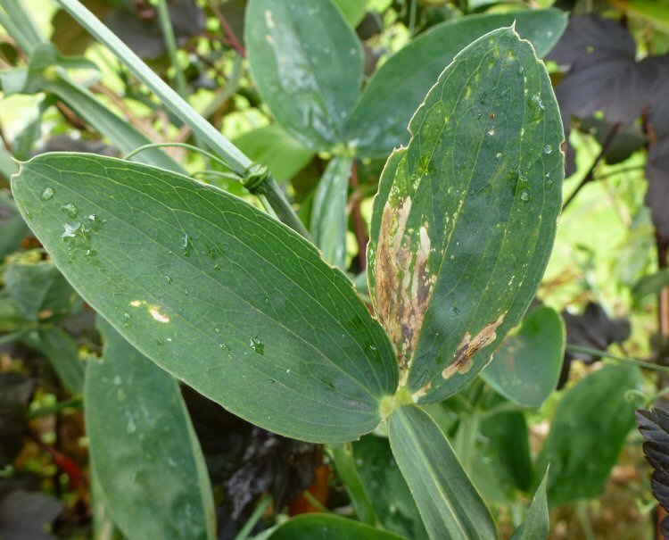 mottled upper side
