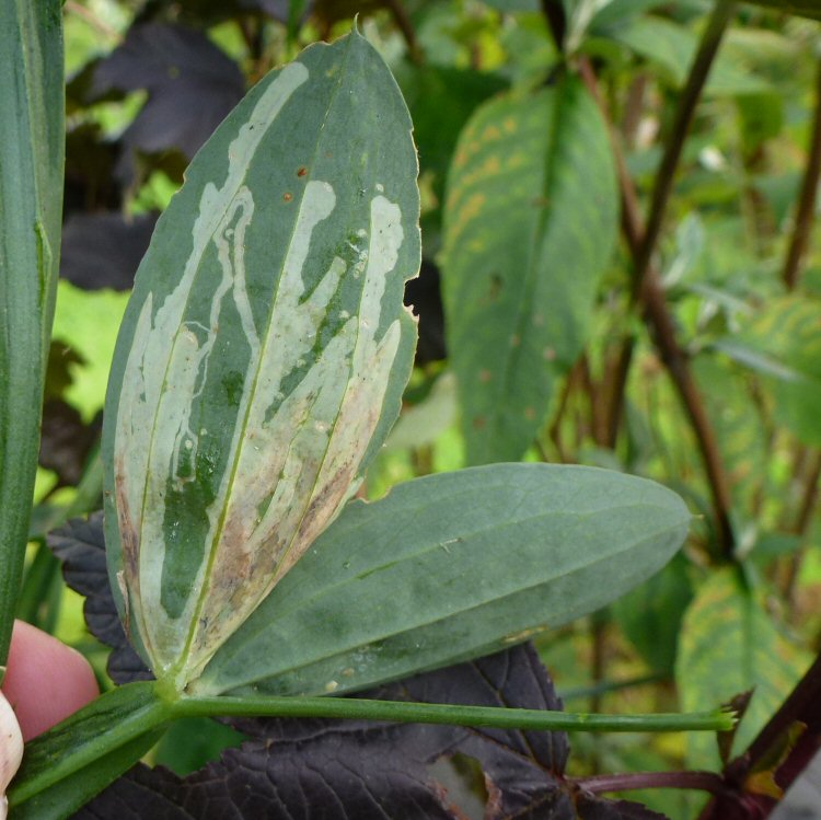 underside of same leaf