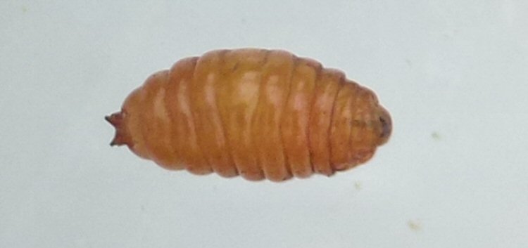 pupa dorsal
