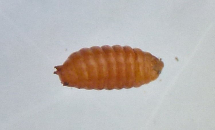 pupa lateral