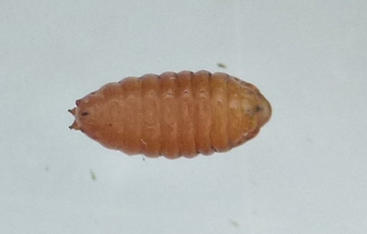 pupa ventral
