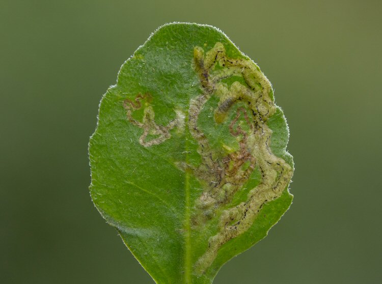 mines with larvae