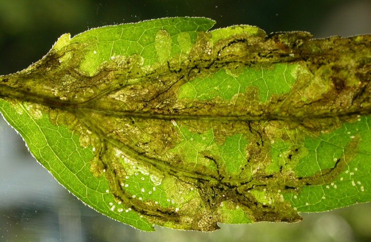 mine in closer detail