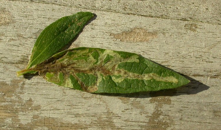 mines from midrib