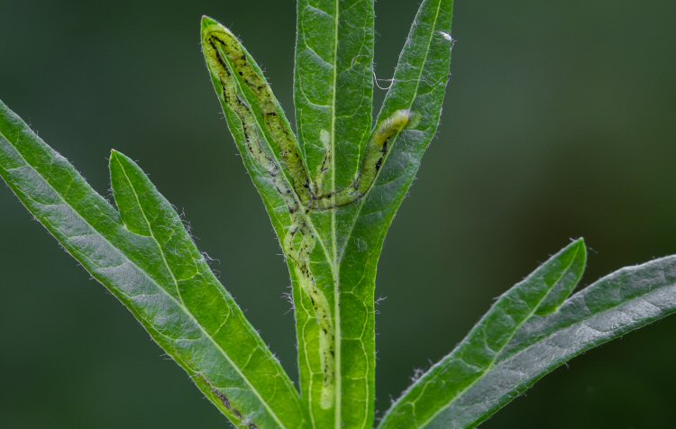 larva in mine