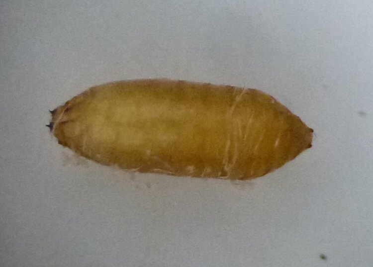 puparium dorsal view