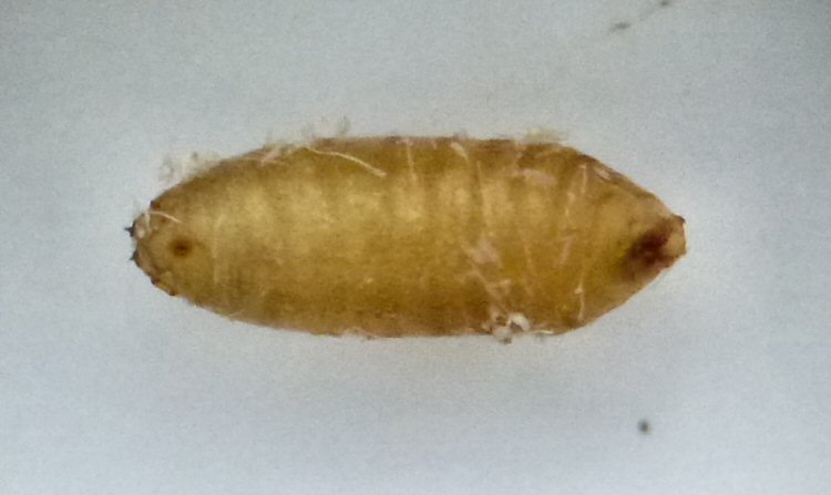 puparium ventral view