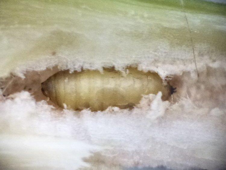 puparium in close up