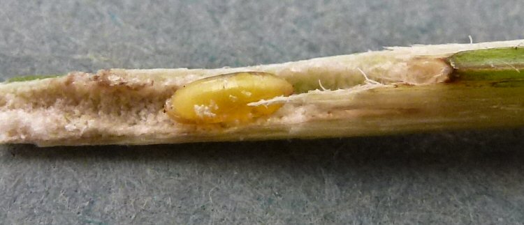 pale whitisj yellow puparium