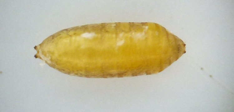 dorsal