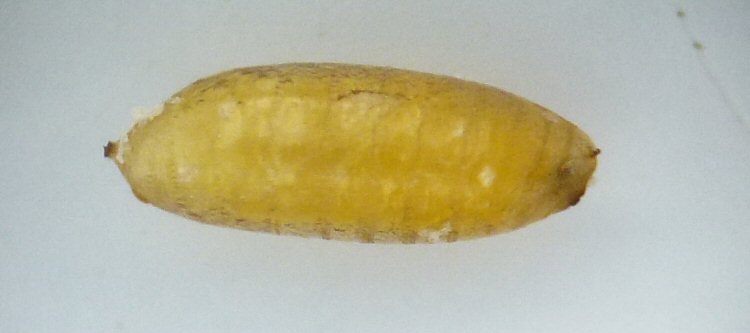 lateral