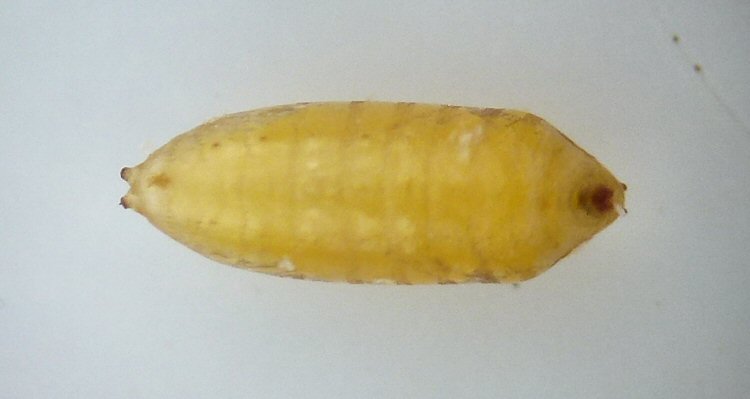 ventral