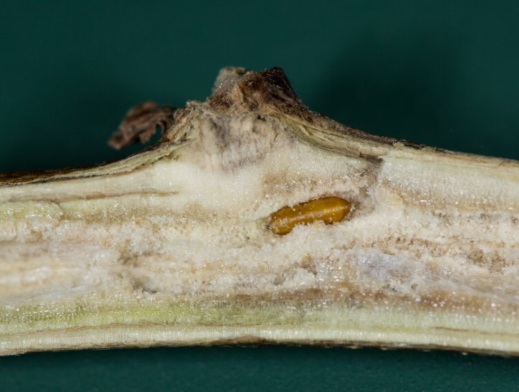 puparium
