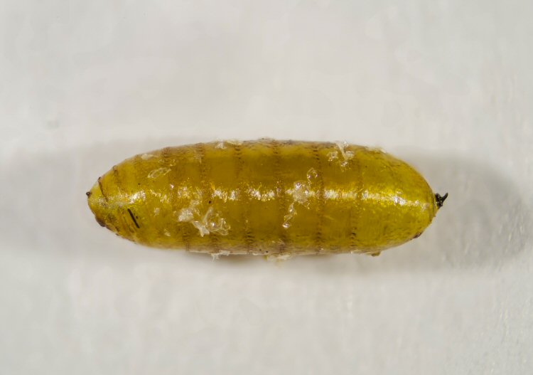 puparium
