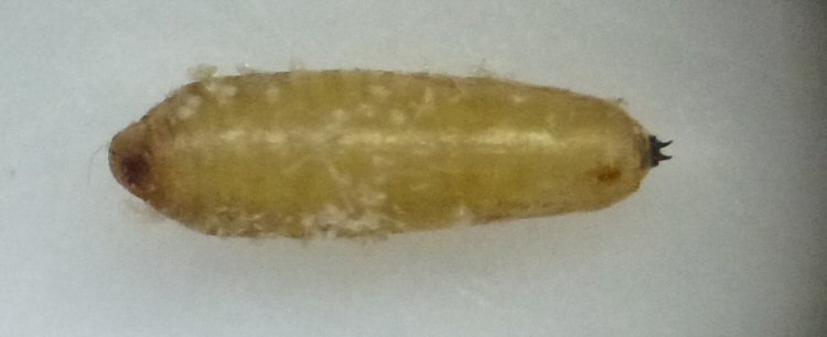 puparium dorsal view