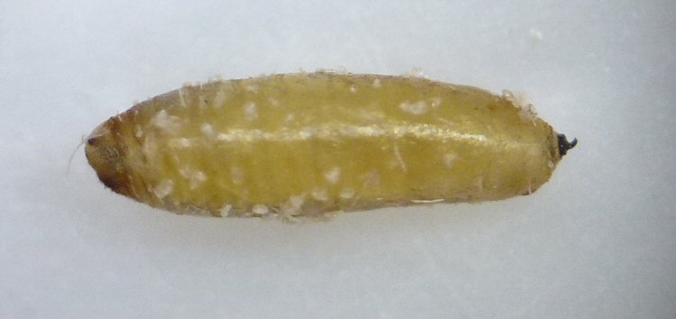 puparium lateral view