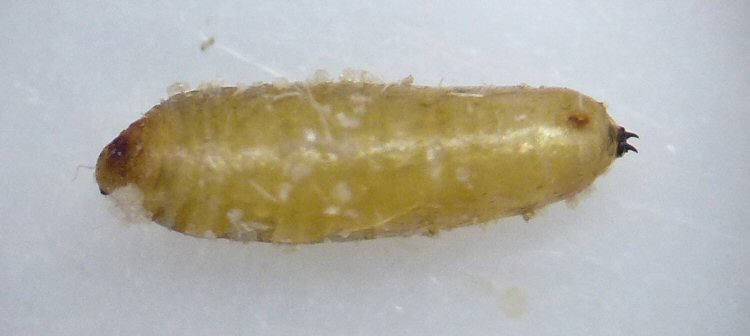 puparium ventral view