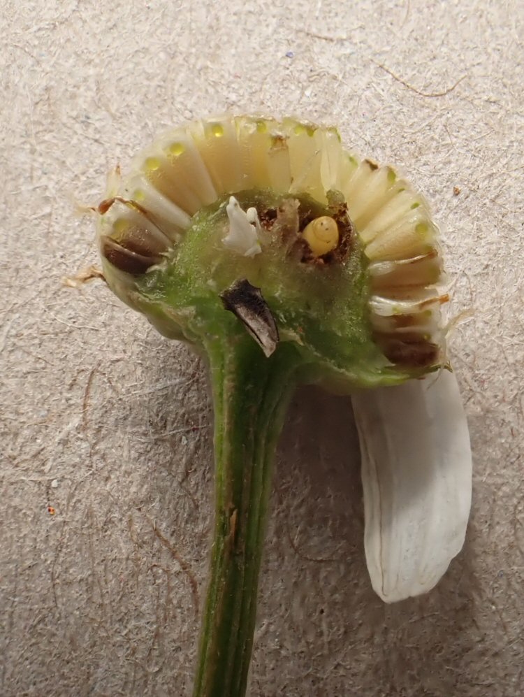 puparium
