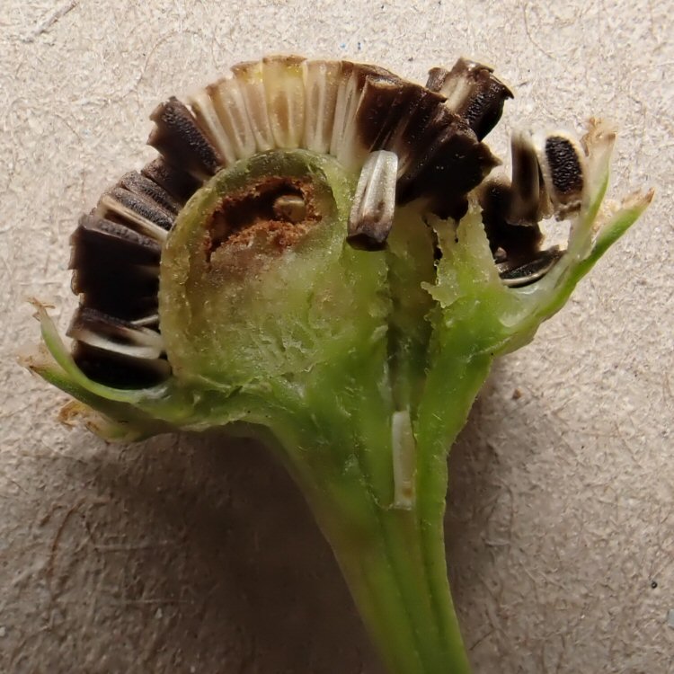 puparium