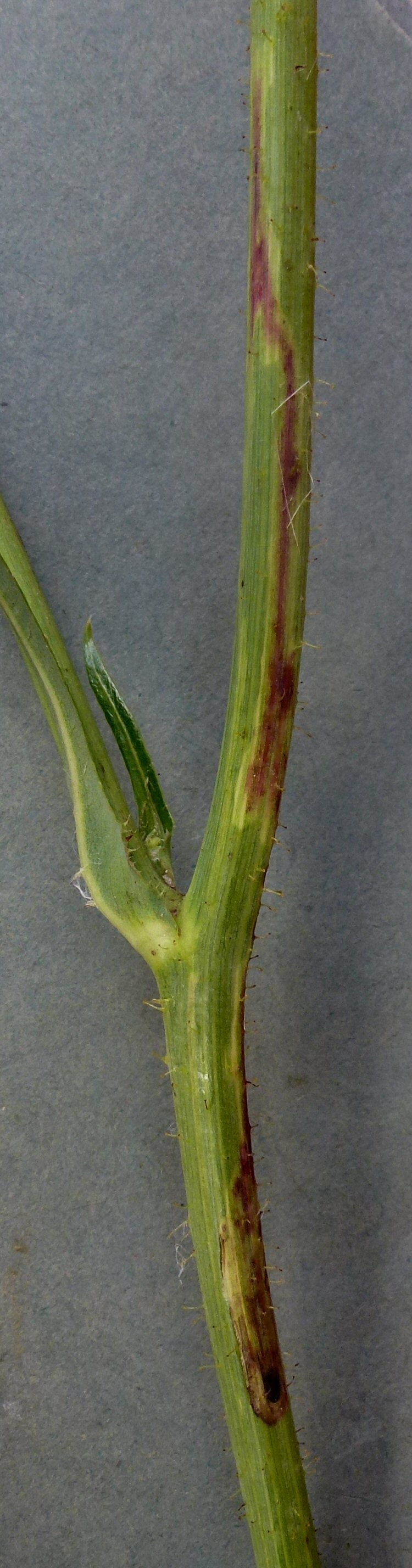 external stem mnier