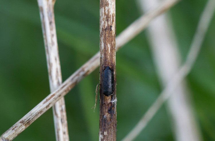 puparium dorsal view
