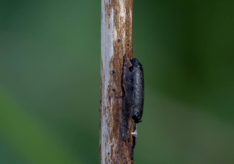 puparium lateral view