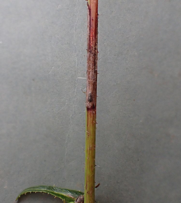 puparium