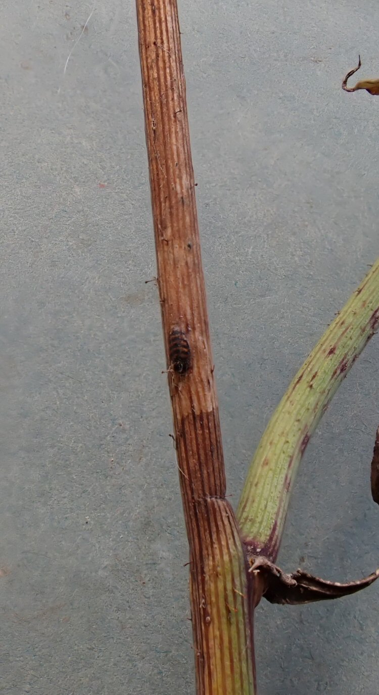 puparium in mine