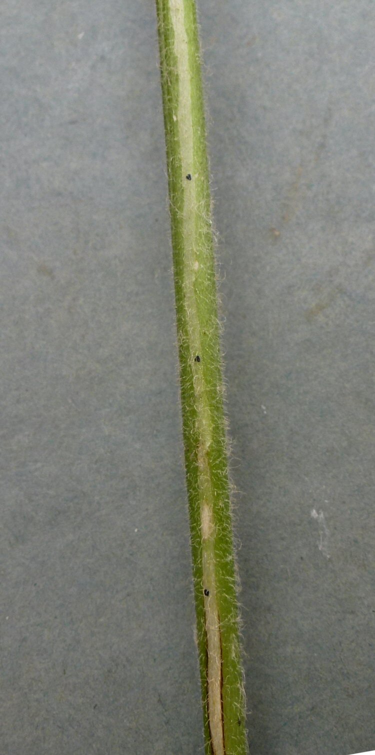 frass grains