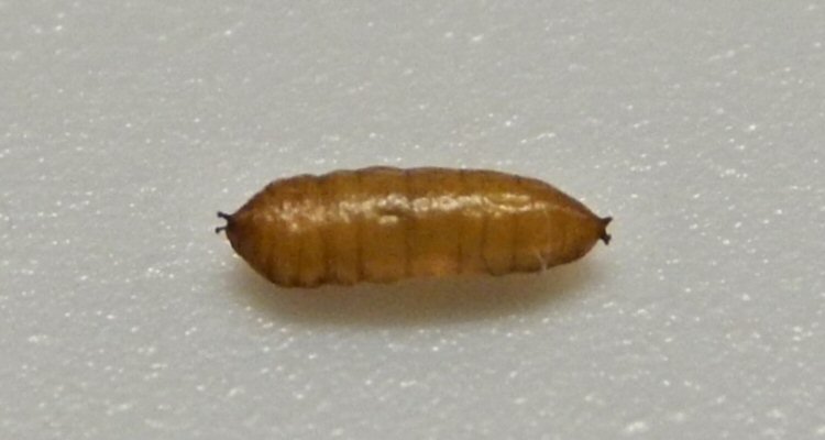 brownish puparium