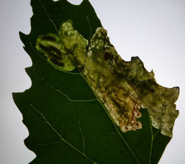 several larvae in a mine