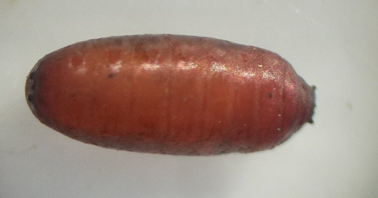 dorsal 