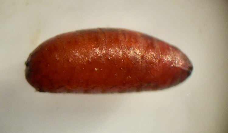 lateral