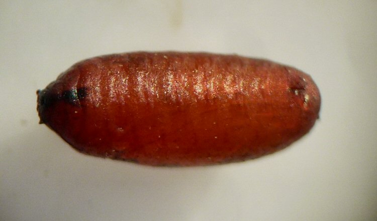ventral