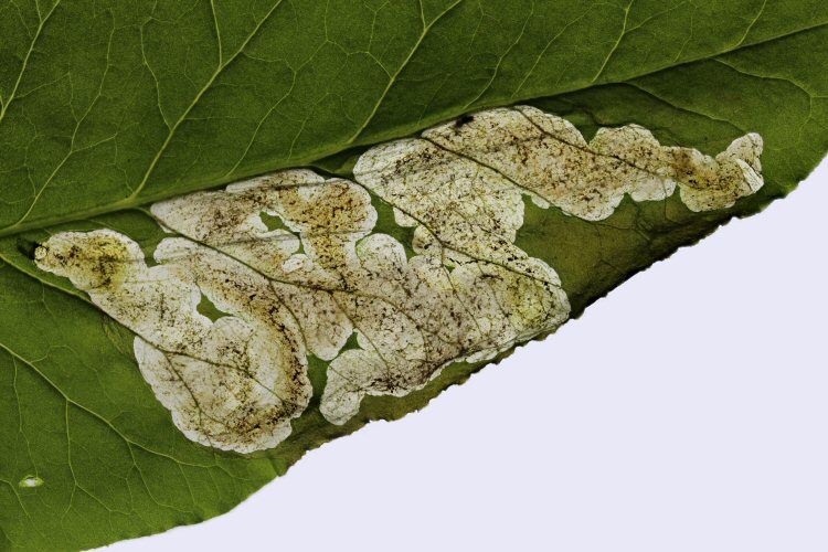 forms blotch mines.