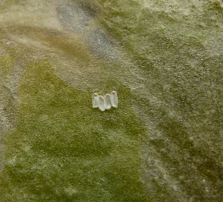 cluster of vacated eggs