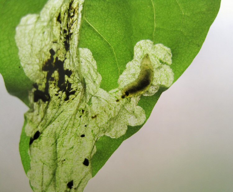 large larva