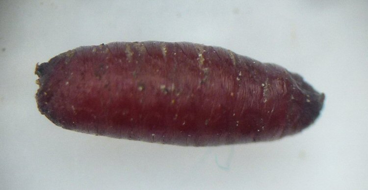 puparium lateral