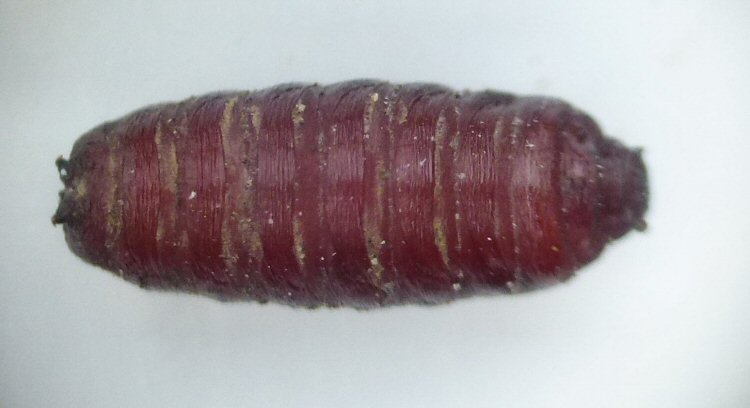 puparium ventral