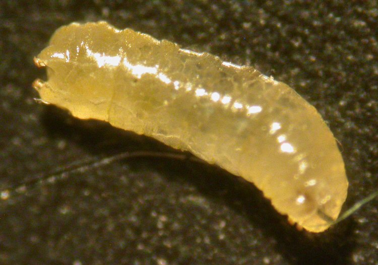 larva