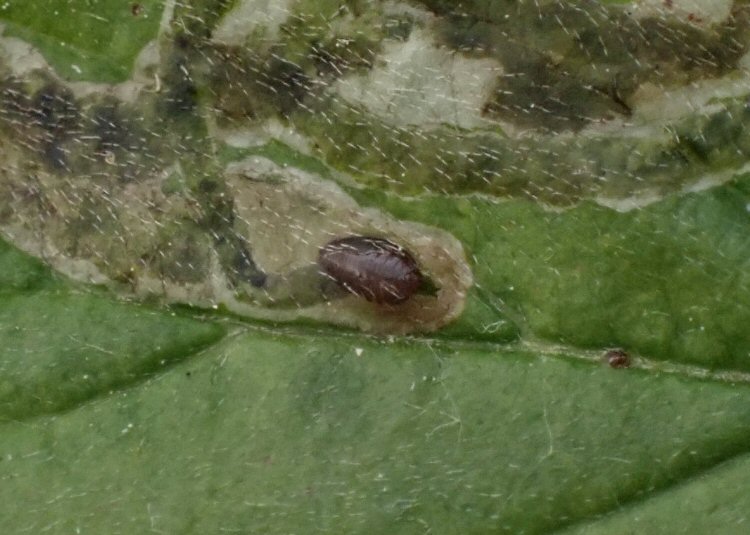 puparium formed at mine exit