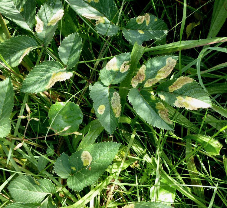 makes yellow blotch mines
