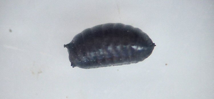puparium lateral