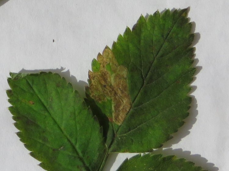 blotch mine formed