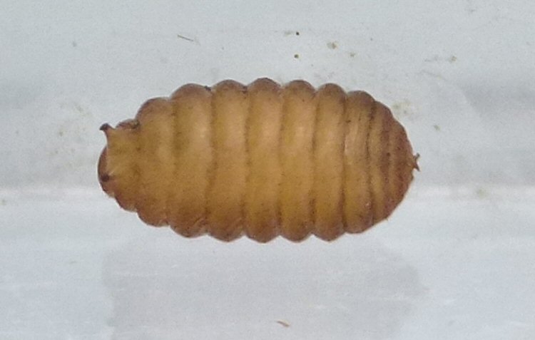 pupa