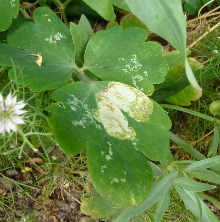 white blotch mine