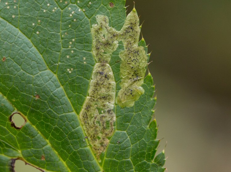 form blotch mines